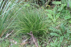 Carex divulsa