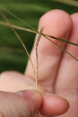 Carex divulsa