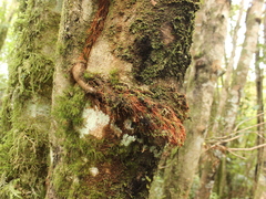 Pterophylla racemosa