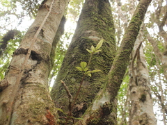 Pterophylla racemosa