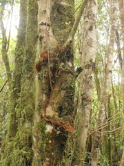 Pterophylla racemosa