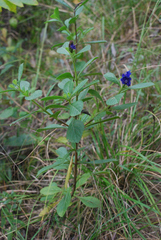 Verbenaceae