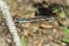 Austrolestes annulosus
