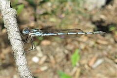 Austrolestes annulosus