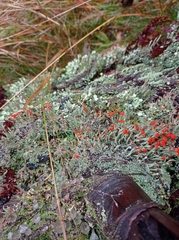 Cladonia floerkeana