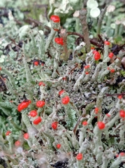 Cladonia floerkeana