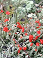 Cladonia floerkeana