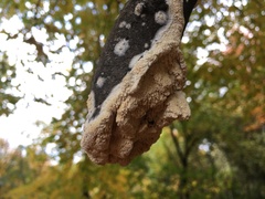 Byssomerulius corium