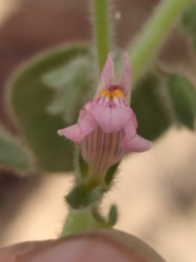 Pseudorontium cyathiferum