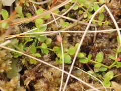 Gonocarpus micranthus