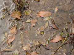 Potamogeton cheesemanii