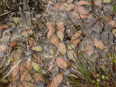 Potamogeton cheesemanii