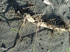 Phragmites karka