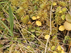Lobelia angulata