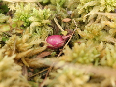 Lobelia angulata