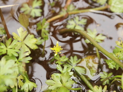 Ranunculus glabrifolius