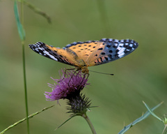 Argynnis hyperbius hyperbius