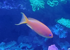 Pseudanthias