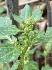 Chenopodium