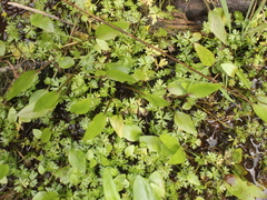 Ranunculus glabrifolius