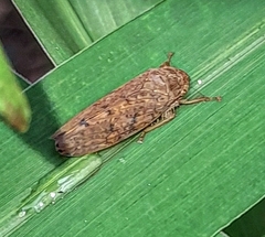 Iassinae