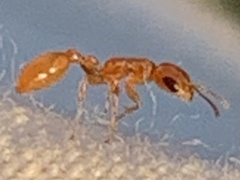 Pseudomyrmex pallidus