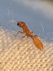 Pseudomyrmex pallidus