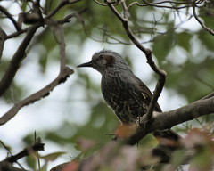 Hypsipetes amaurotis