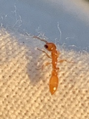 Pseudomyrmex pallidus