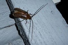 Prionoplus reticularis