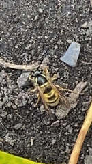 Vespula vulgaris