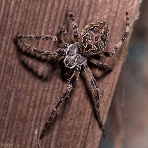 Grey Cross Spider photo 3
