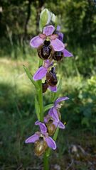 Ophrys sphegodes aveyronensis