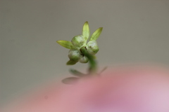 Ranunculus glabrifolius