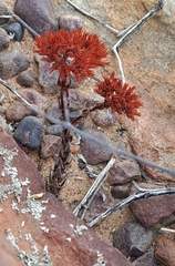 Crassula alpestris