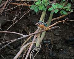 Alcedo atthis bengalensis