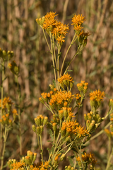 Lepidospartum squamatum