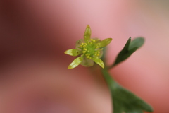 Ranunculus glabrifolius