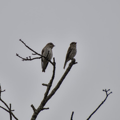 Muscicapa griseisticta