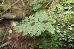 Hymenophyllum scabrum