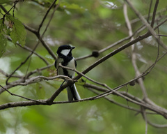 Parus minor