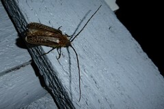 Prionoplus reticularis