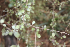 Elaeocarpus hookerianus