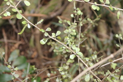 Elaeocarpus hookerianus