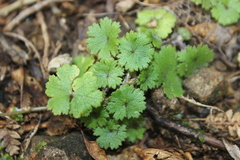 Hydrocotyle moschata