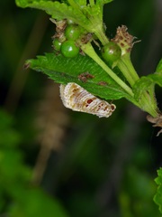 Diastema tigris