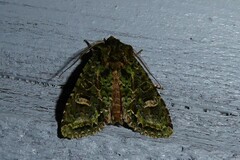 Ichneutica plena