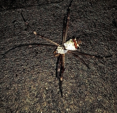 Argiope argentata
