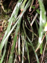 Haplopteris anguste-elongata