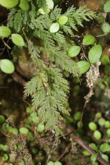 Leptopteris hymenophylloides